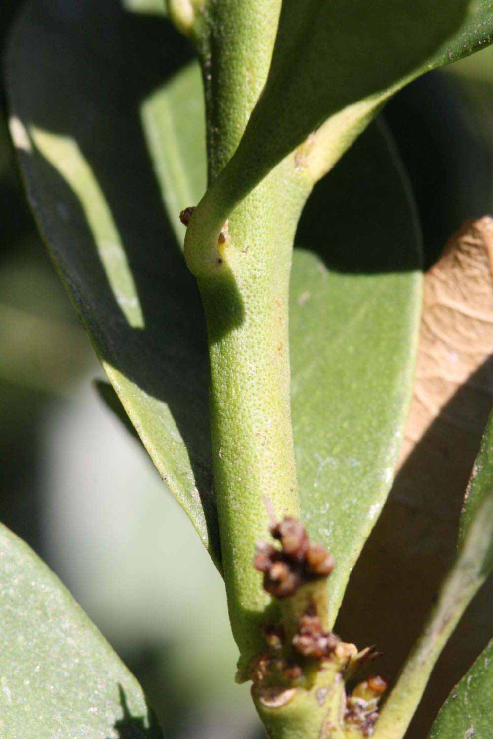            First year twig (Riverside, CA)   